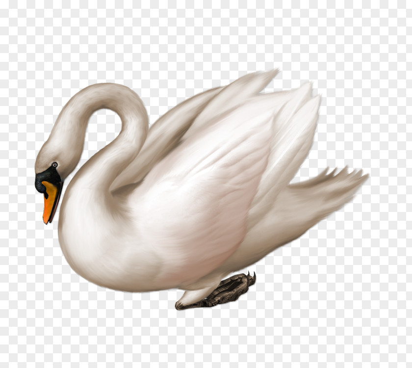 Goose Mute Swan Black Bird Clip Art PNG