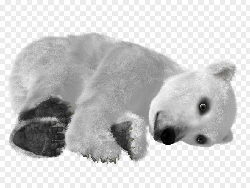White Polar Bear Baby Asian Black Clip Art PNG