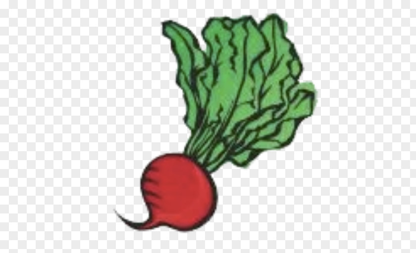 Eat Vegetable Food Radish Cartoon PNG