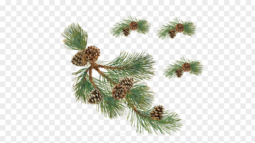 Free To Pull The Material Pinecone Image Pine Conifer Cone Christmas PNG