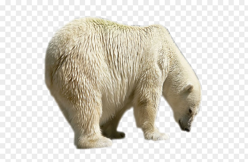 Polar Bear Brown Painting PNG