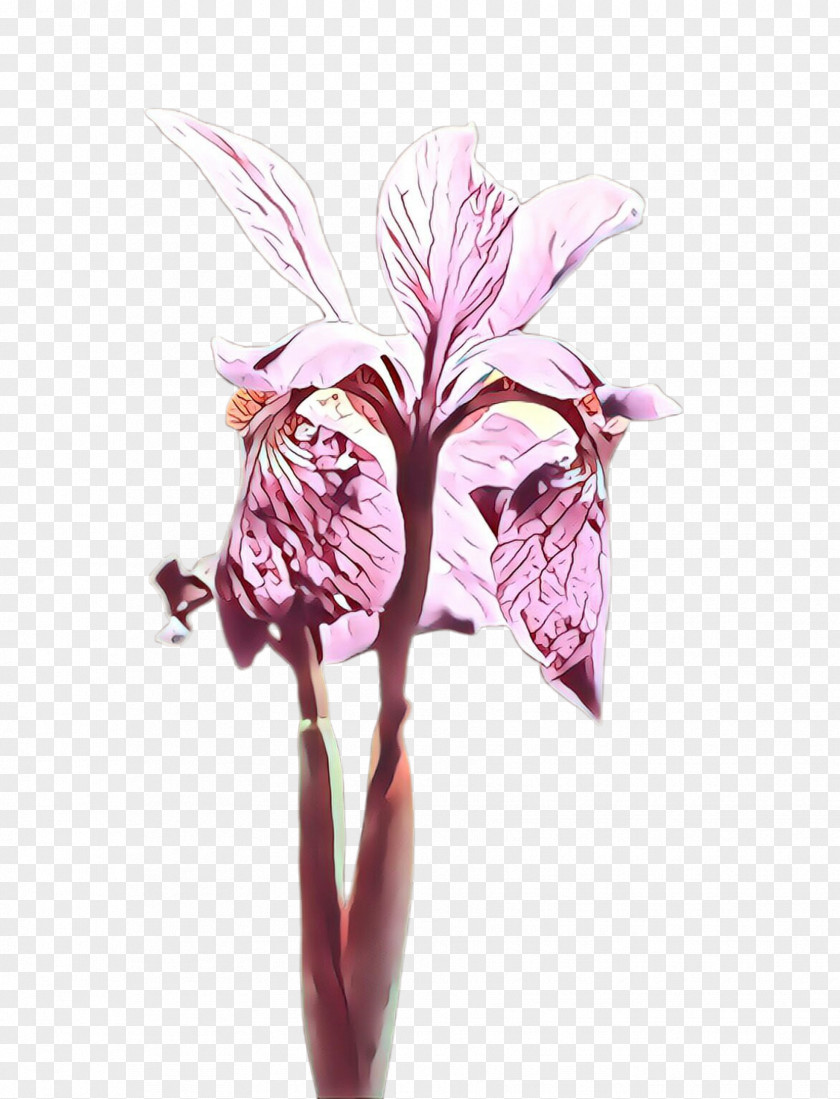 Alismatales Cattleya Flower Plant Pink Flowering Cut Flowers PNG