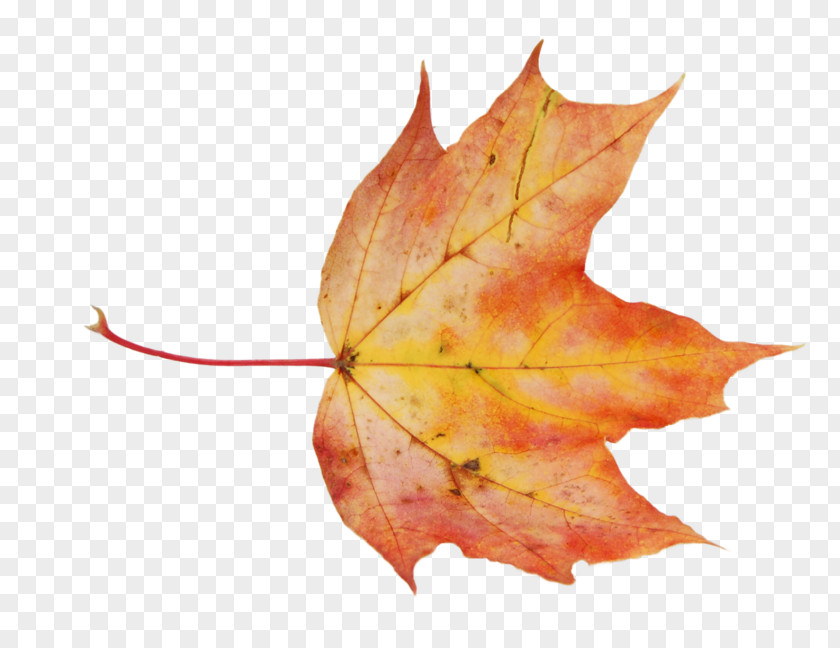 Leaf Maple Clip Art Image PNG