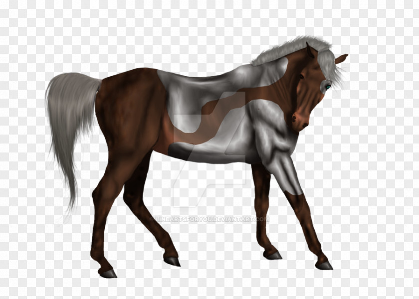 Mustang Stallion Mane Foal Arabian Horse PNG