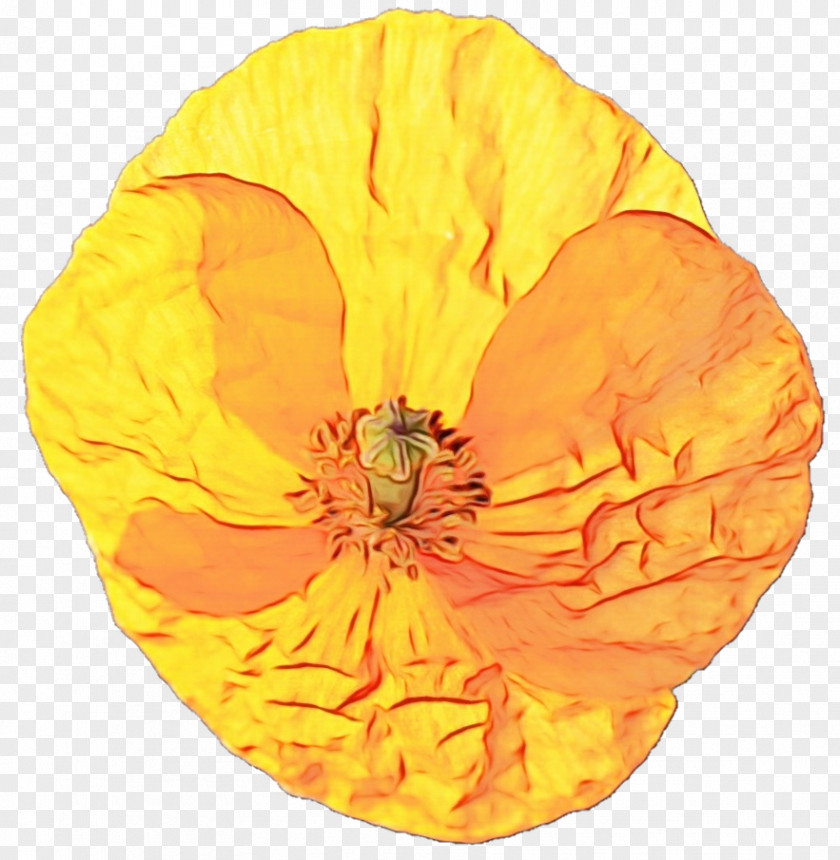 Wildflower Poppy Family Orange PNG