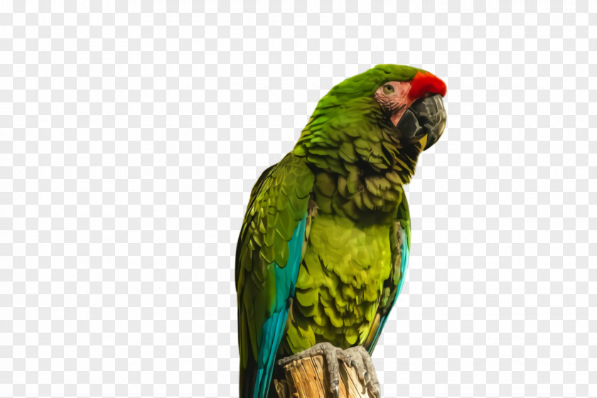 Wildlife Perico Colorful Background PNG