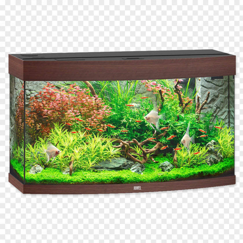 Aquarium Tropical Aquariums Lighting Fish PNG