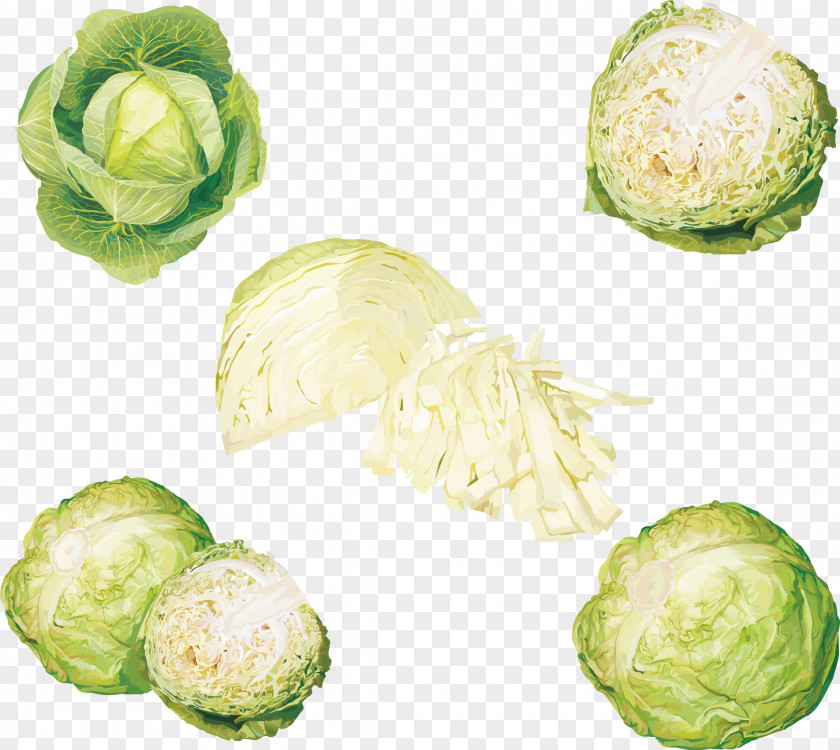 Cabbage Leaf Vegetable PNG