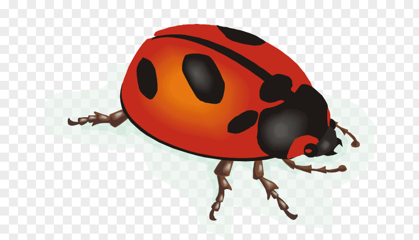 Animation Ladybird Clip Art PNG