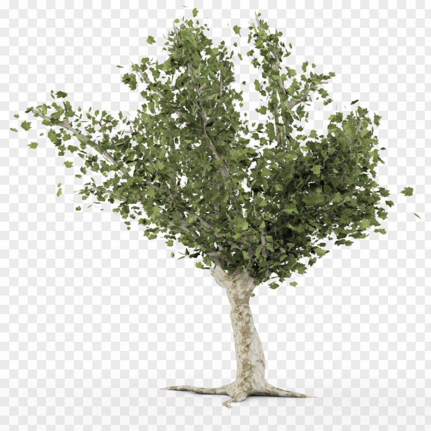 Banner Pack Tree Paper Birch Branch PNG