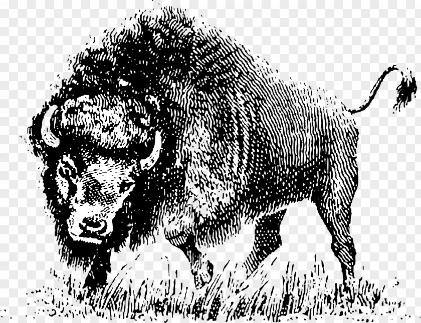 Bison Water Buffalo American Clip Art PNG