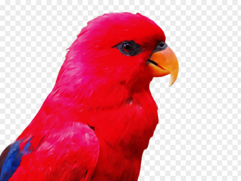Closeup Budgie Bird Beak Parrot Lorikeet Red PNG