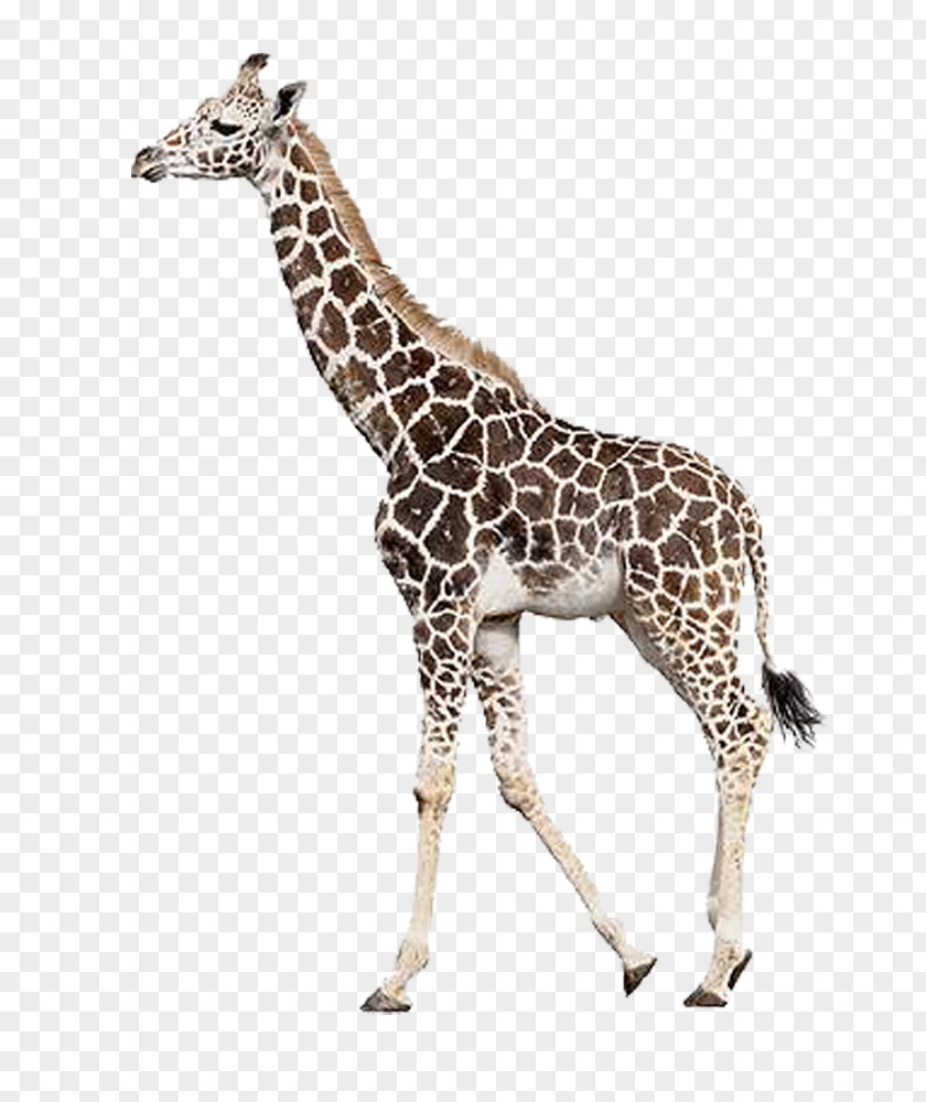 Giraffe Rothschild's Northern Leopard Mammal Stock Photography PNG