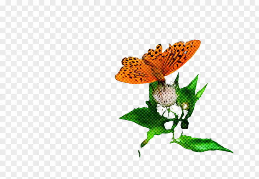 Boloria Issoria Moths And Butterflies Butterfly Cynthia (subgenus) Insect Pollinator PNG
