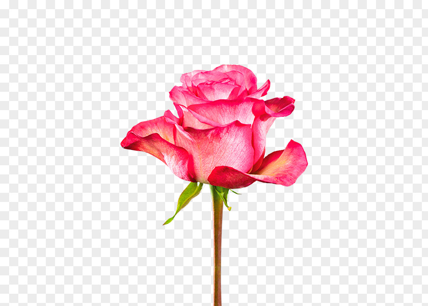 Garden Roses Cabbage Rose Pink Cut Flowers Plant Stem PNG