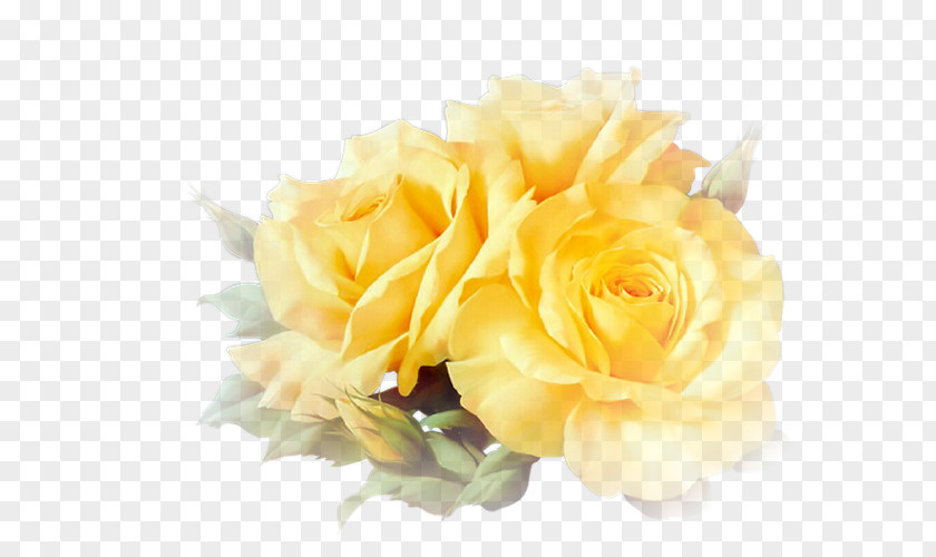 Rose Yellow Garden Roses Clip Art PNG