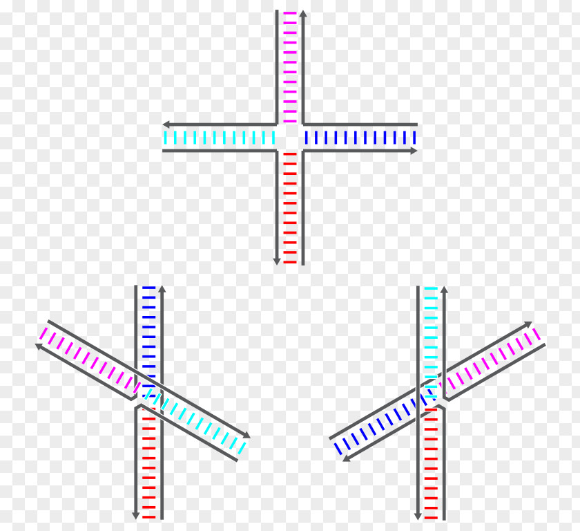 Blue Junction Holliday Nucleic Acid Sequence Genetic Recombination DNA PNG