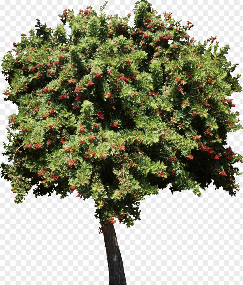 Bushes Tree Plant Garden PNG