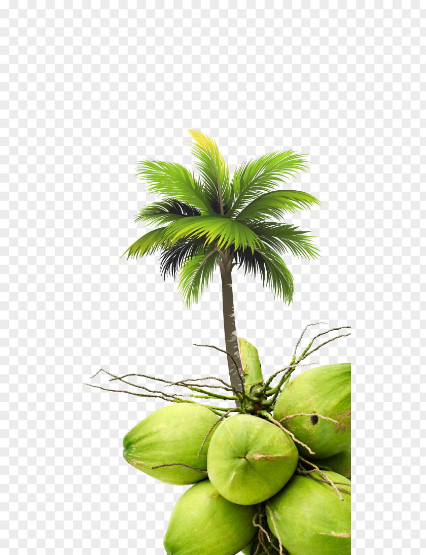 Coconut Arecaceae Tree Royal Palm Beach PNG