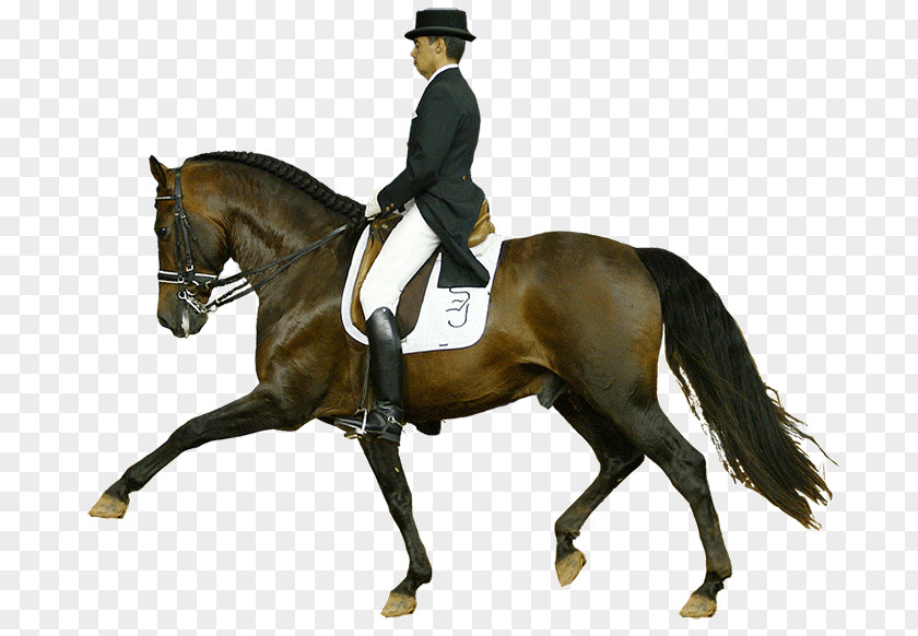 CABALLOS Hunt Seat Dressage Stallion Rein Andalusian Horse PNG