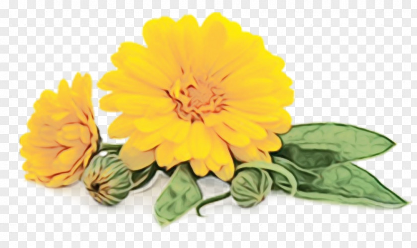 Cut Flowers Zinnia Flower English Marigold Yellow Plant Flowering PNG