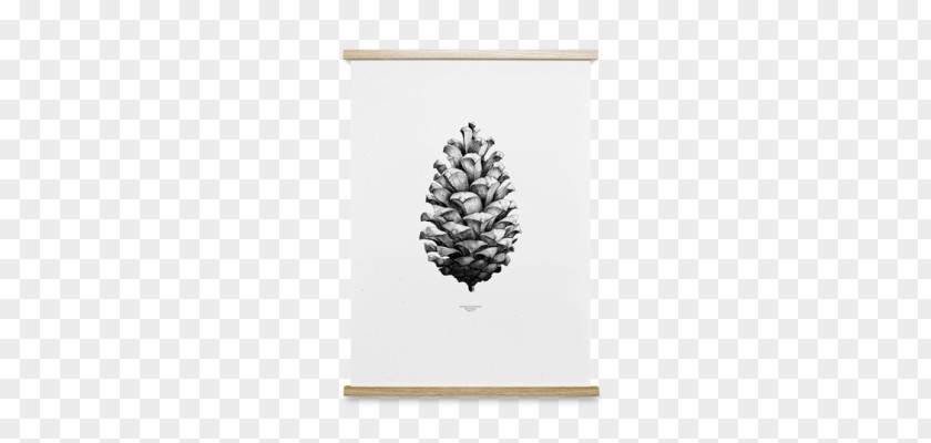 Design Poster Conifer Cone Coulter Pine Art PNG