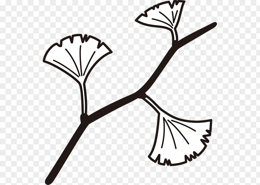 Maidenhair Tree Clip Art Plants Illustration Line PNG