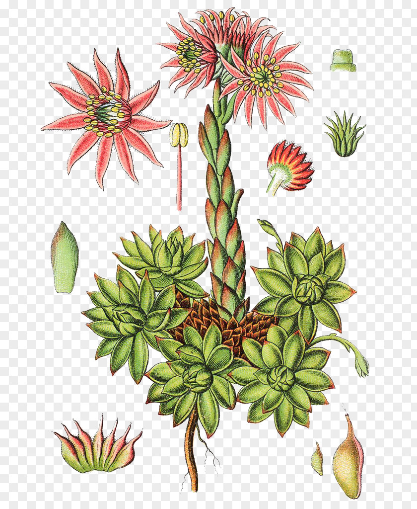 Stone Lotus Illustrator Mountain Houseleek Sempervivum Tectorum Jovibarba Gooseberry Ribes Alpinum PNG