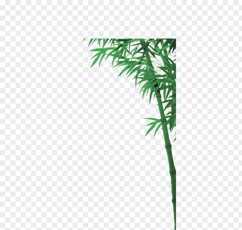 Bamboo Download CorelDRAW PNG