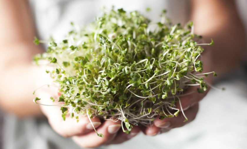 Broccoli Sprouts Brussels Sprout Cabbage Cauliflower PNG