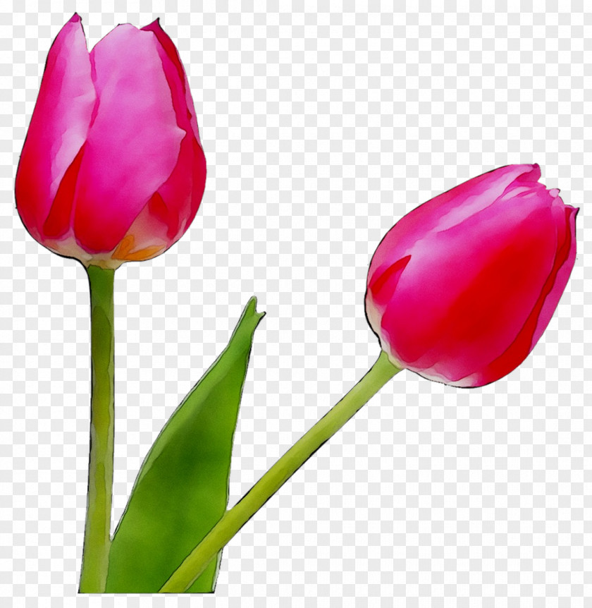 Flower Petal Bud Plant Stem Plants PNG