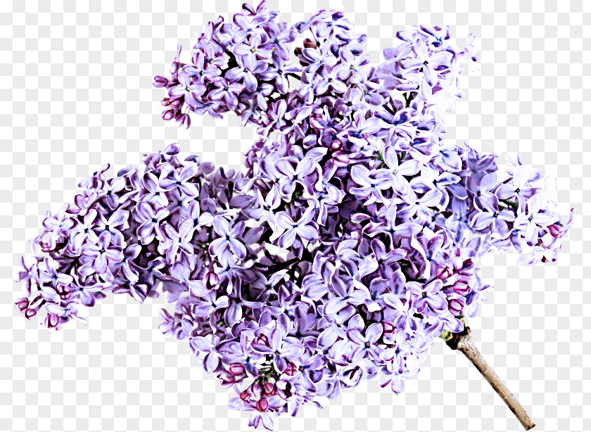 Flowering Plant Cut Flowers Lavender PNG
