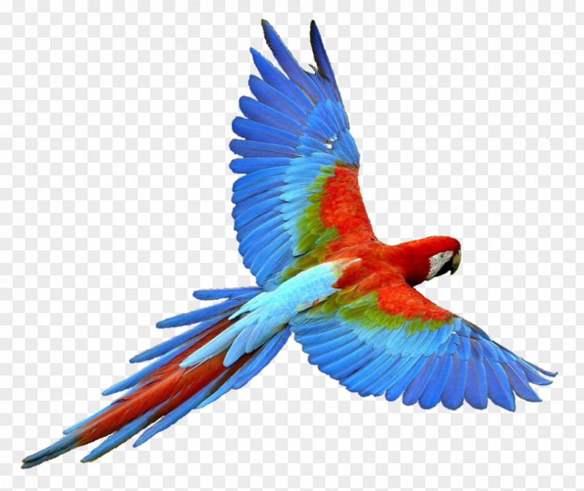 Glitter Animations Parrot Bird Flight PNG
