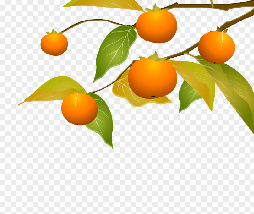 Hand-painted Persimmon Tree Kumquat Tangerine Clementine PNG