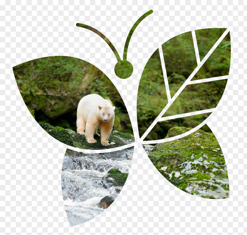Sprit Bear Fauna Wildlife PNG