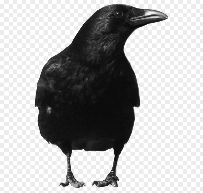 Black Crow Image Common Raven PNG