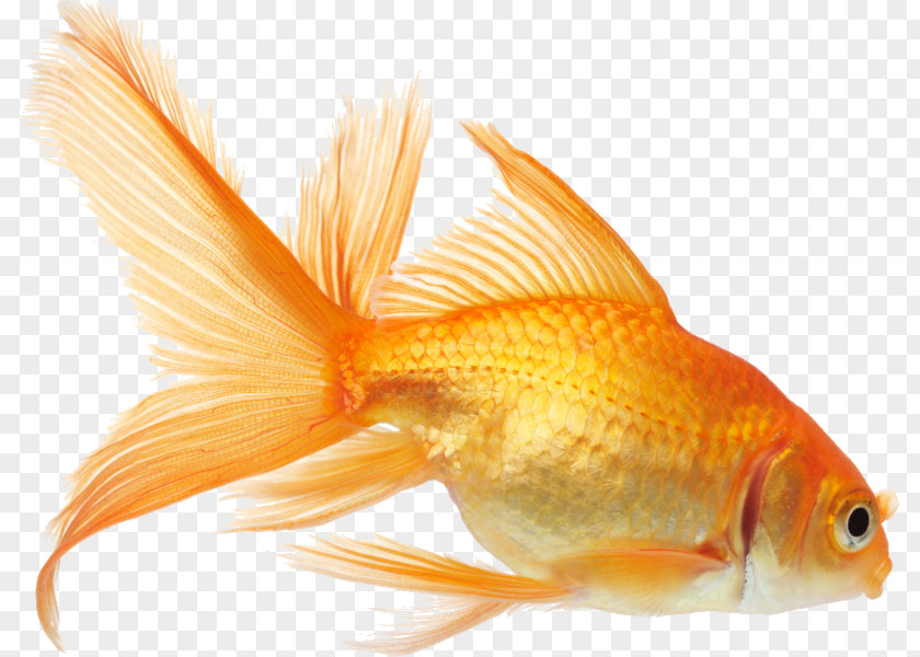 Goldfish Koi Aquarium Fish Feeder PNG