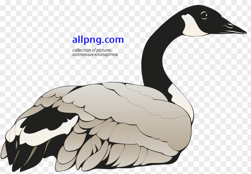 Goose Canada Bird Duck PNG