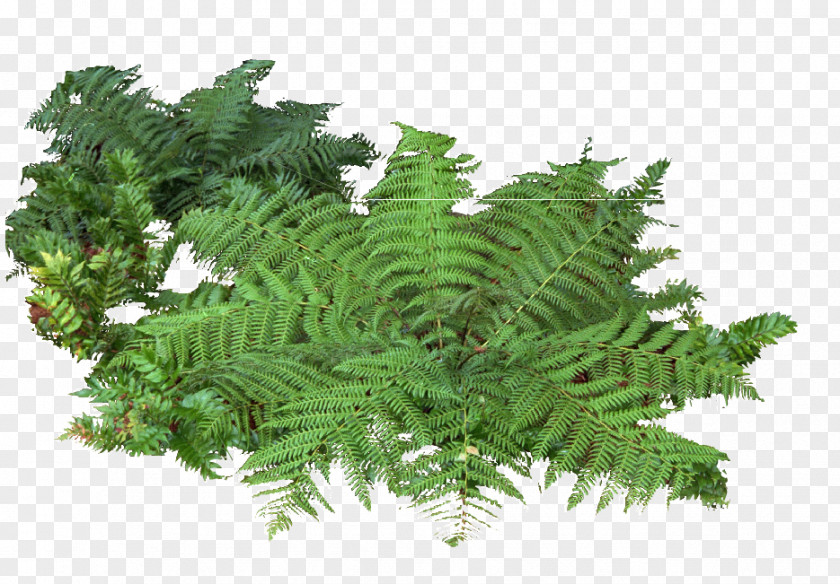 Landscape Trees And Bushes Adiantum Capillus-veneris Fern Shrub Plant PNG