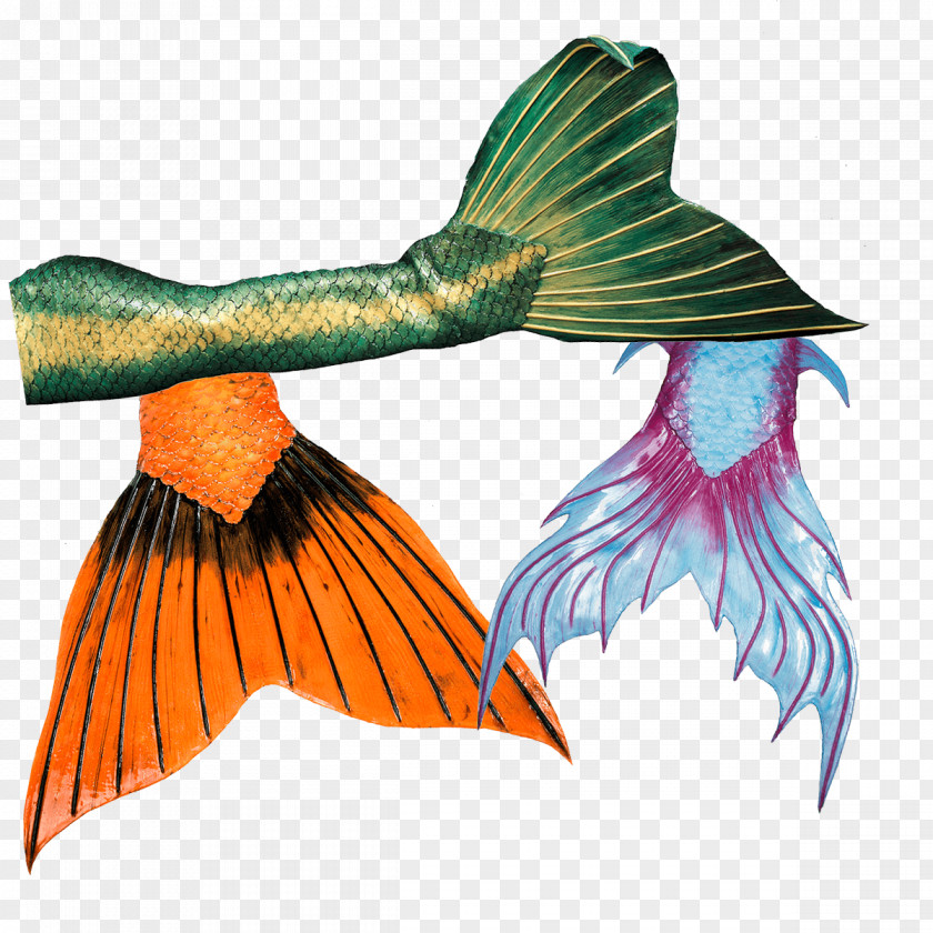 Mermaid Tail Merman Ariel PNG