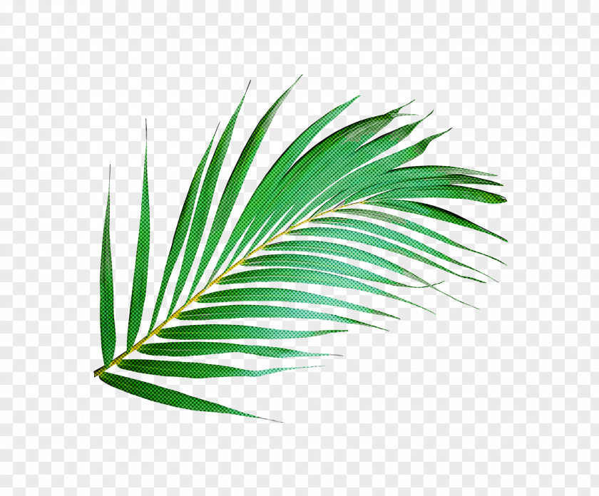 Palm Trees PNG