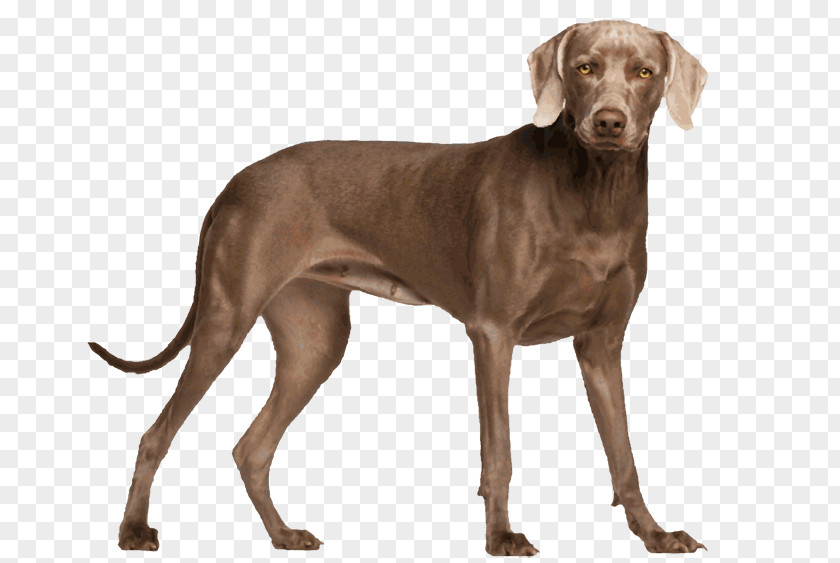 Puppy Weimaraner Whippet Spinone Italiano Pointer PNG