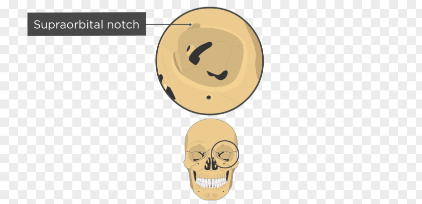 Supraorbital Foramen Skull Bone PNG