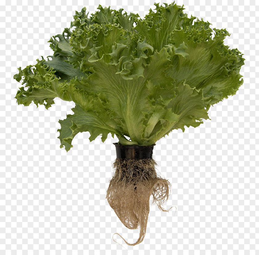 Water Layer Spring Greens Collard Rapini Romaine Lettuce PNG