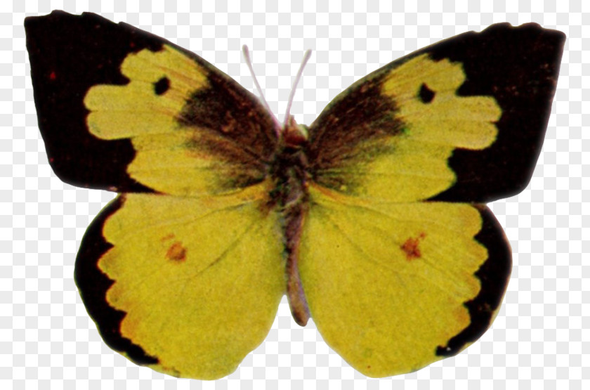 Alteres Clouded Yellows Butterfly Brush-footed Butterflies Gossamer-winged Moth PNG