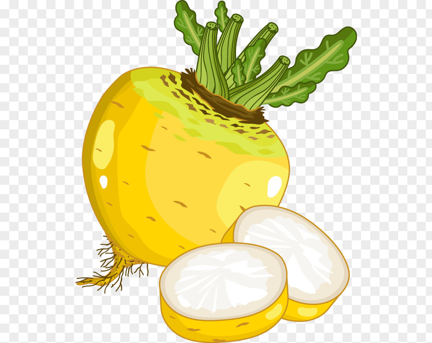 Hand-painted Cartoon Vegetable Radish Turnip Rutabaga PNG