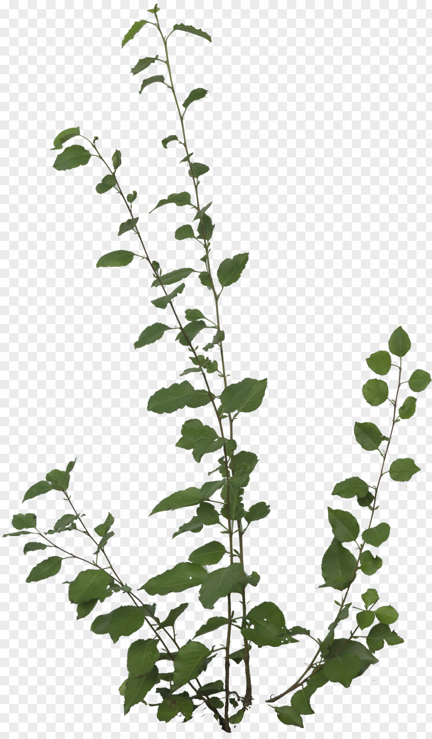 Plant Foliage Decal Texture Aesculus Californica Poison Sumac Western Oak Ivy PNG