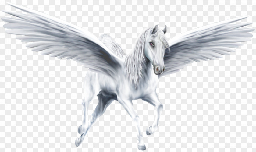 Unicorn Colouring Pages Pegasus Clip Art Image Transparency PNG