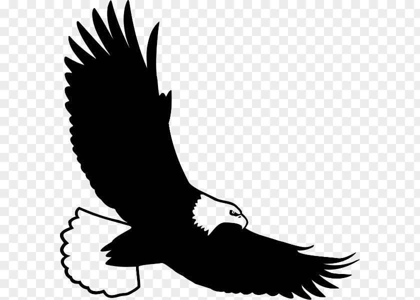 Bird Bald Eagle Golden Clip Art PNG