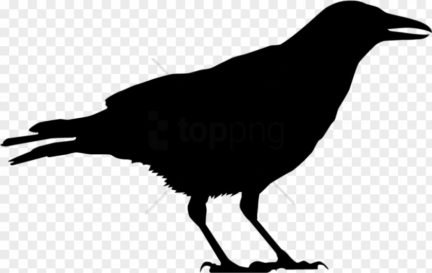 Chicken Head Silhouette Vector Illustration Bird American Crow Clip Art Common Raven PNG